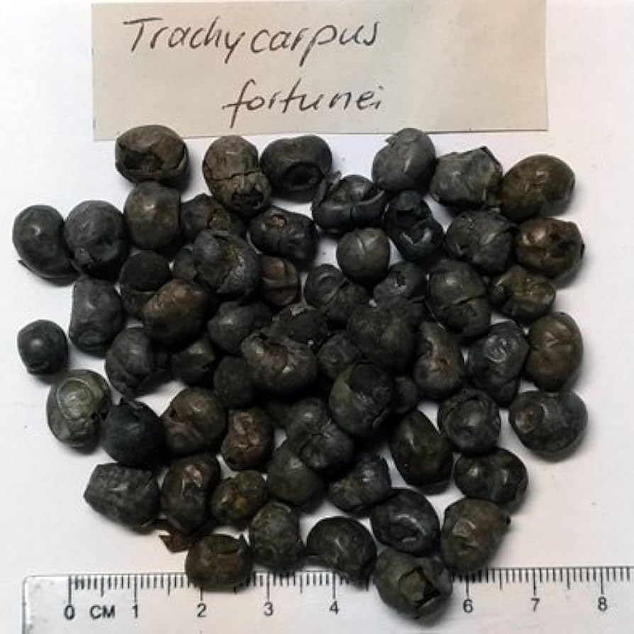Amazon.co.jp: 【観葉植物／種子】Trachycarpus